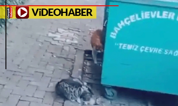 Kağıt toplayan çocuktan hayat dersi: Çöpe atılan kedi yuvalarını yerine koydu