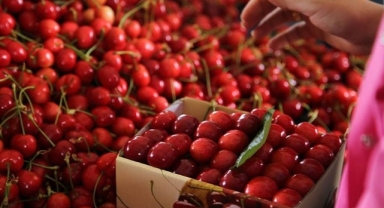 Kirazın fiyatı bahçede 10, markette 30 lira