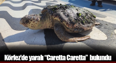 Körfez’de yaralı “Caretta Caretta” bulundu