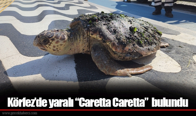 Körfez’de yaralı “Caretta Caretta”  bulundu