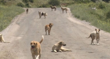 Korkunç vahşet! Yüzlerce başıboş köpek açlıktan birbirlerini yemeye başladı