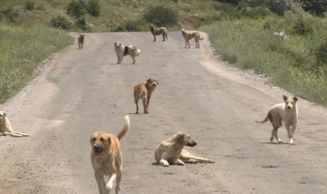 Korkunç vahşet! Yüzlerce başıboş köpek açlıktan birbirlerini yemeye başladı