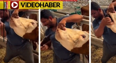 Kurban pazarında skandal görüntüler Hayvana zorla içki içirdi