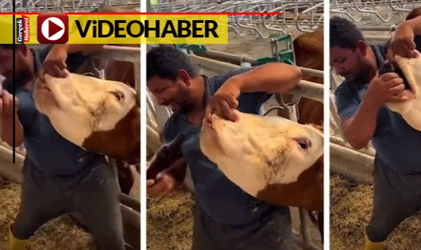 Kurban pazarında skandal görüntüler Hayvana zorla içki içirdi