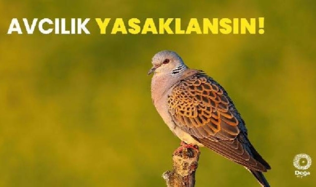 Nesli tehlike altındaki türlerin avlanılmasına izin verilen karara Doğa Derneği'nden tepki: Avcılık yasaklansın!