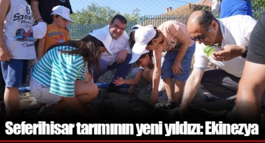 Seferihisar tarımının yeni yıldızı: Ekinezya
