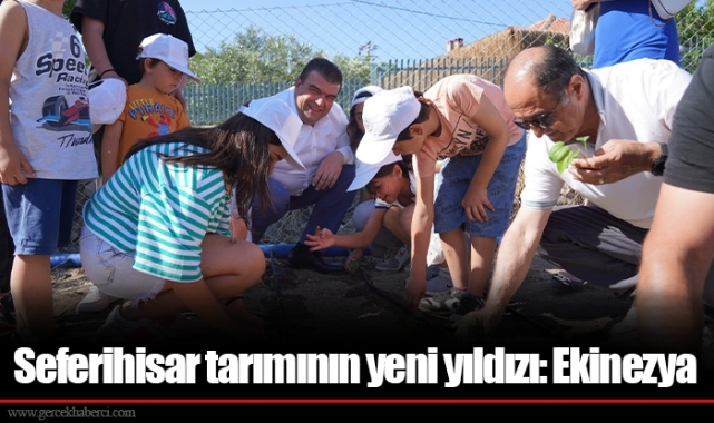 Seferihisar tarımının yeni yıldızı: Ekinezya