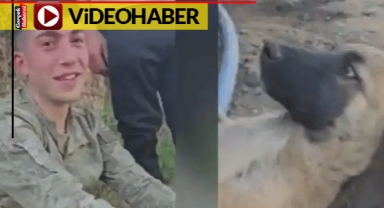Türk askeri köpeği ayağında uyuttu, o anlar binlerce kez paylaşıldı