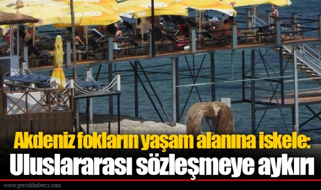 Akdeniz fokların yaşam alanına iskele:  Uluslararası sözleşmeye aykırı 