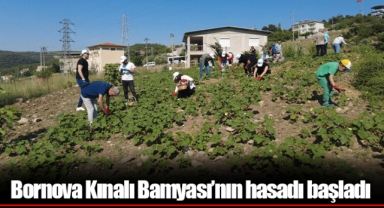 Bornova Kınalı Bamyası’nın hasadı başladı