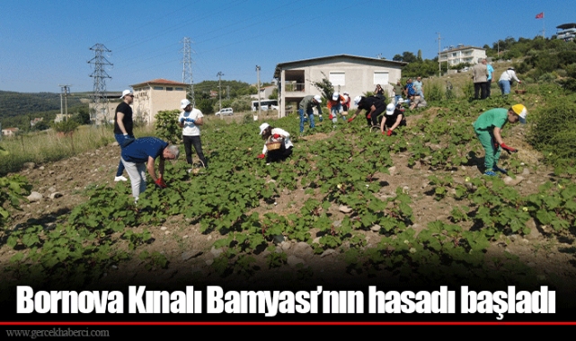 Bornova Kınalı Bamyası’nın hasadı başladı