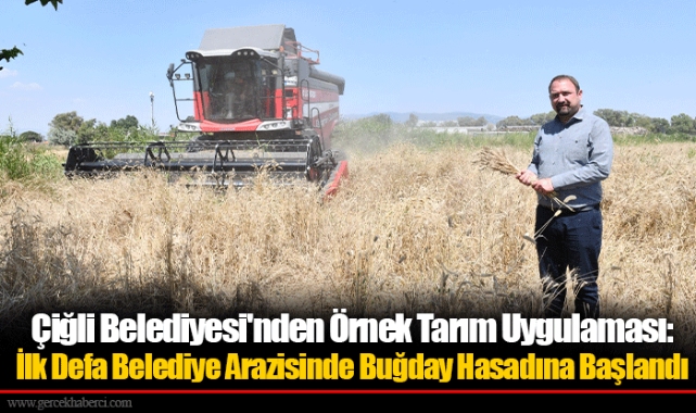 Çiğli Belediyesi'nden Örnek Tarım Uygulaması: İlk Defa Belediye Arazisinde Buğday Hasadına Başlandı