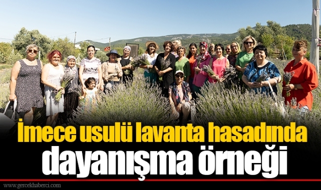 İmece usulü lavanta hasadında dayanışma örneği