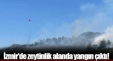İzmir'de zeytinlik alanda yangın çıktı!