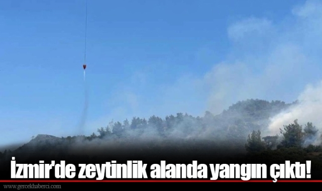 İzmir'de zeytinlik alanda yangın çıktı!