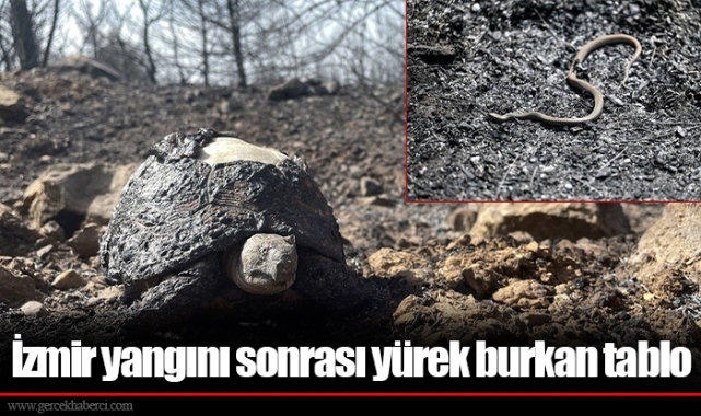 İzmir yangını sonrası yürek burkan tablo