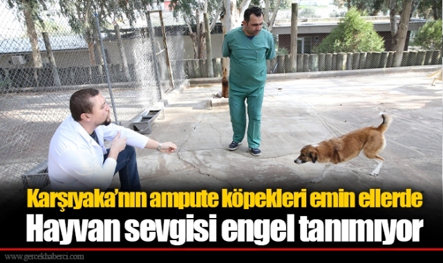 Karşıyaka’nın ampute köpekleri emin ellerde