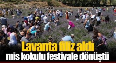 Lavanta filiz aldı mis kokulu festivale dönüştü