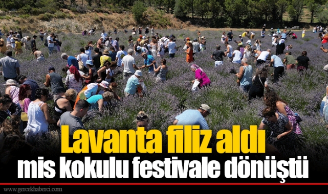 Lavanta filiz aldı mis kokulu festivale dönüştü