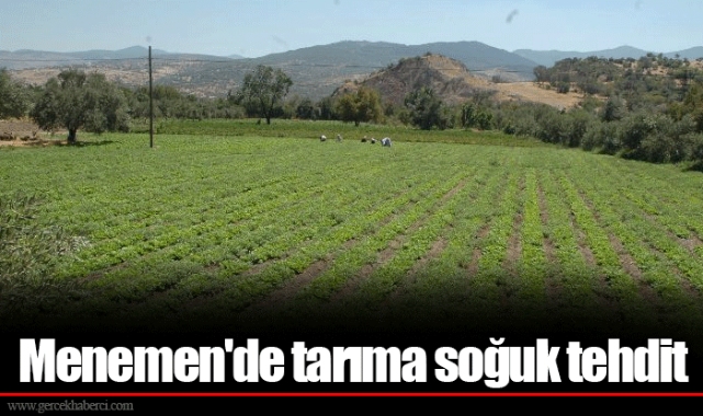 Menemen'de tarıma soğuk tehdit