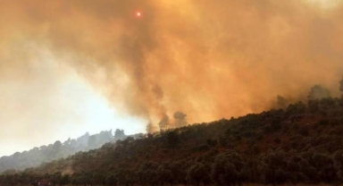 Milas'ta 160 hektarlık alanı küle döndüren yangın sigara izmaritinden çıkmış