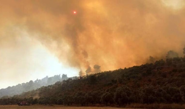 Milas'ta 160 hektarlık alanı küle döndüren yangın sigara izmaritinden çıkmış