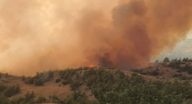 Muğla ve Adana’da orman yangınları