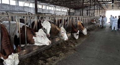 Sakarya'da bir mahallede şap karantinası: Hayvan giriş ve çıkışı yasaklandı