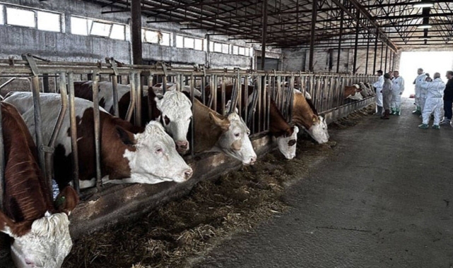 Sakarya'da bir mahallede şap karantinası: Hayvan giriş ve çıkışı yasaklandı