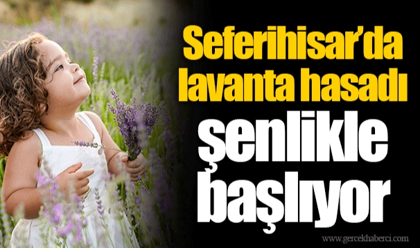 Seferihisar’da lavanta hasadı şenlikle başlıyor