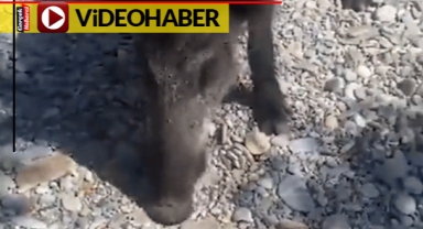 Yaban domuzunu köpek sever gibi sevdi, cipsle besledi