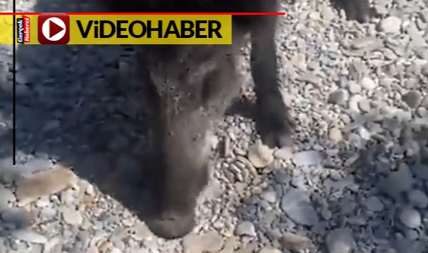 Yaban domuzunu köpek sever gibi sevdi, cipsle besledi