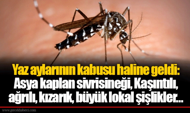 Yaz aylarının kabusu haline geldi: Asya kaplan sivrisineği... Kaşıntılı, ağrılı, kızarık, büyük lokal şişlikler…