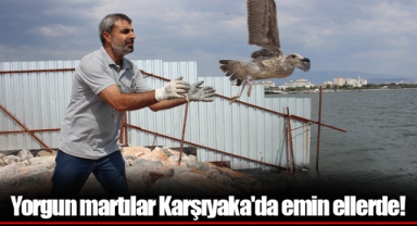 Yorgun martılar Karşıyaka'da emin ellerde!