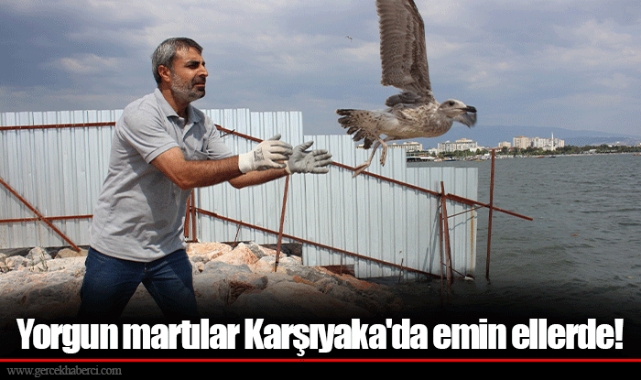Yorgun martılar Karşıyaka'da emin ellerde!