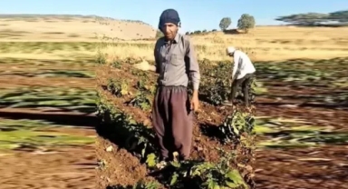 Zamdan dolayı mazot alamayınca ektiği bostanı söktü