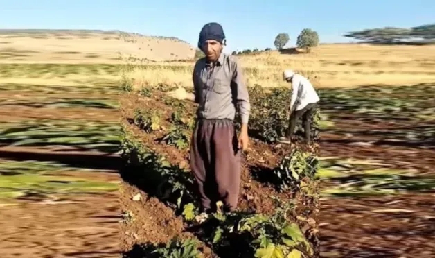 Zamdan dolayı mazot alamayınca ektiği bostanı söktü