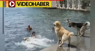 Bebek'te köpeklerin deniz keyfi sosyal medyada gündem oldu