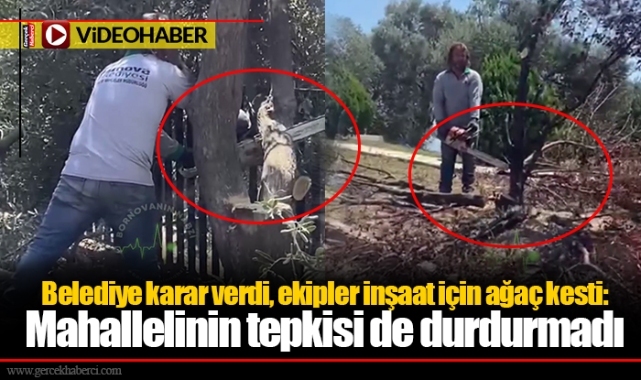 Belediye karar verdi, ekipler inşaat için ağaç kesti: Mahallelinin tepkisi de durdurmadı