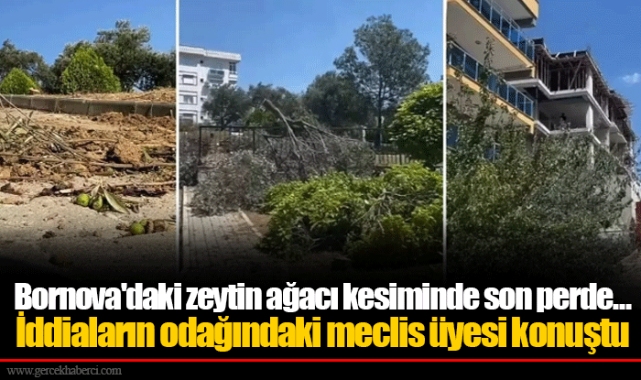 Bornova'daki zeytin ağacı kesiminde son perde… İddiaların odağındaki meclis üyesi konuştu
