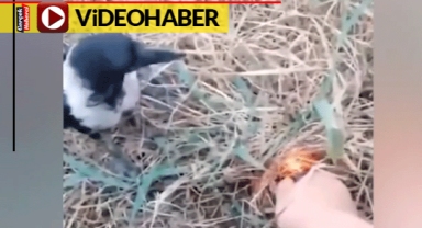 Bu kuşlara yangın söndürmek öğretilmedi... İzleyenler, yangın söndüren bu kuşlara şaşırdı