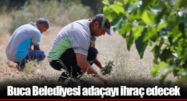 Buca Belediyesi adaçayı ihraç edecek