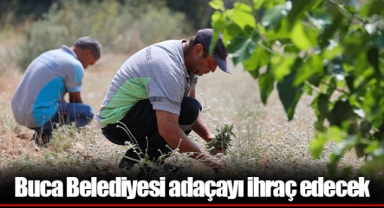 Buca Belediyesi adaçayı ihraç edecek