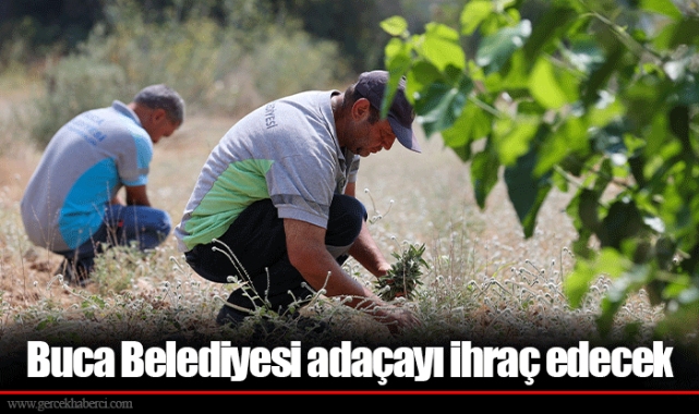 Buca Belediyesi adaçayı ihraç edecek