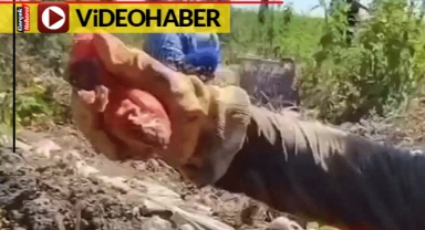 Çürümüş, yarısı kalmış domatesler... Video çekip uyardı: Salça yemeden önce 2 kez düşünün