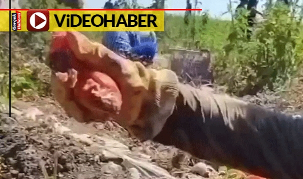 Çürümüş, yarısı kalmış domatesler... Video çekip uyardı: Salça yemeden önce 2 kez düşünün