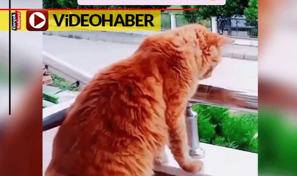 Duyanlar inanamadı... "Bana ne" diyen kedi sosyal medyanın gündeminde
