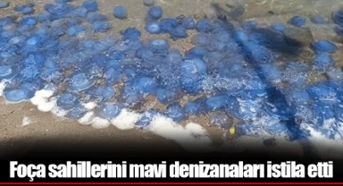 Foça sahillerini mavi denizanaları istila etti