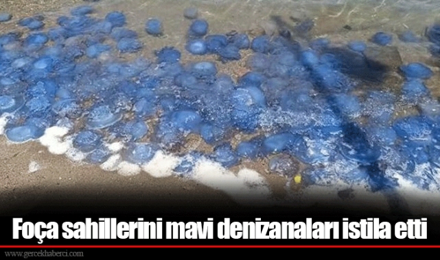 Foça sahillerini mavi denizanaları istila etti