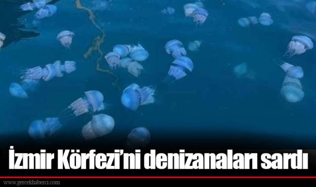 İzmir Körfezi’ni denizanaları sardı